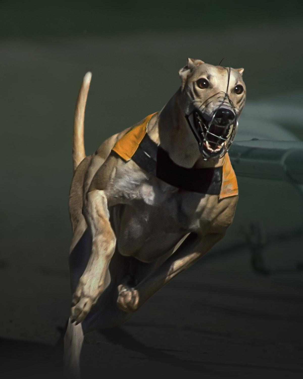 Greyhounds In Play 
